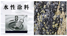 貽貝被用作水性涂料的研發(fā).jpg 貽貝被用作水性涂料的研發(fā).jpg