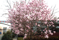 章丘金屬顏料總廠一角 章丘金屬顏料總廠一角